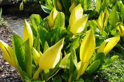 کلم زرد مردابی، Yellow skunk cabbage، بومی امریکای شمالی